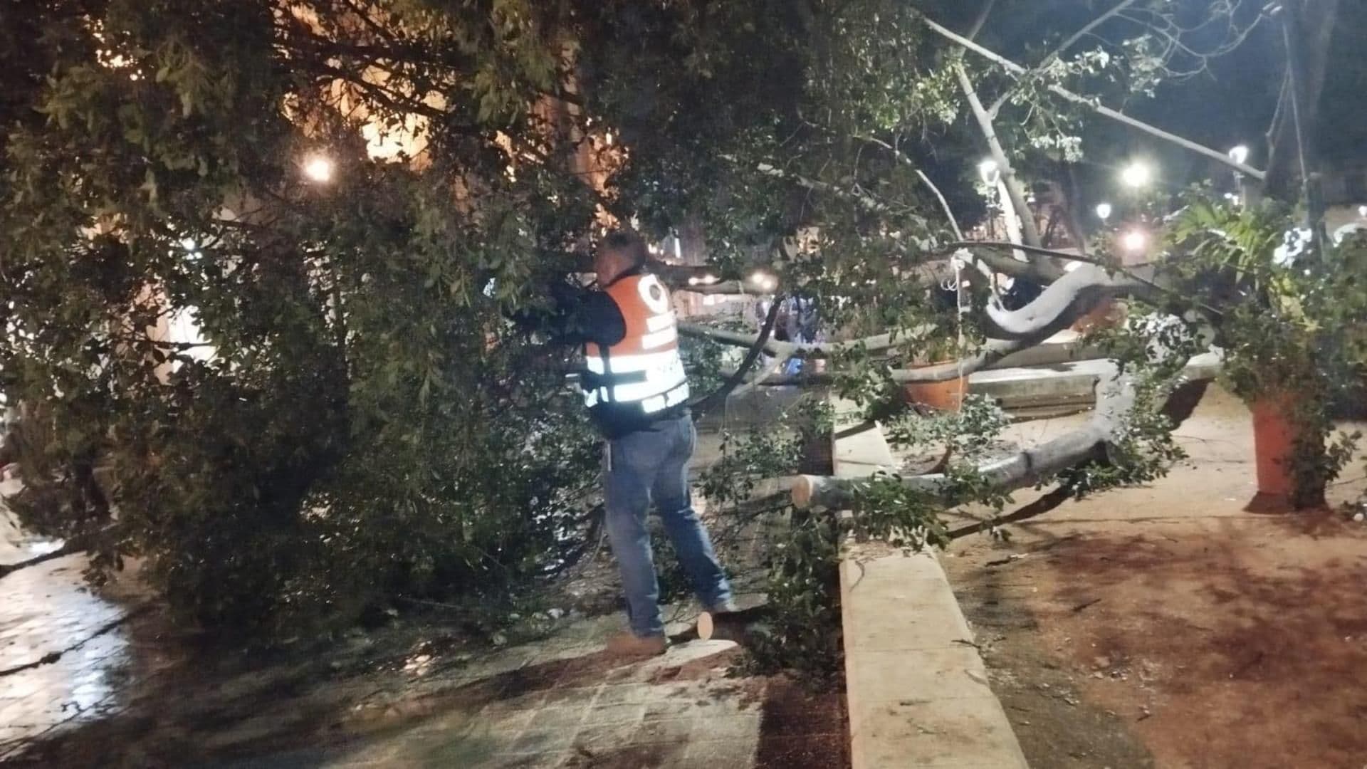 Árbol de Laurel de 10 Metros Colapsa a Causa de la Lluvia y el Viento en Oaxaca