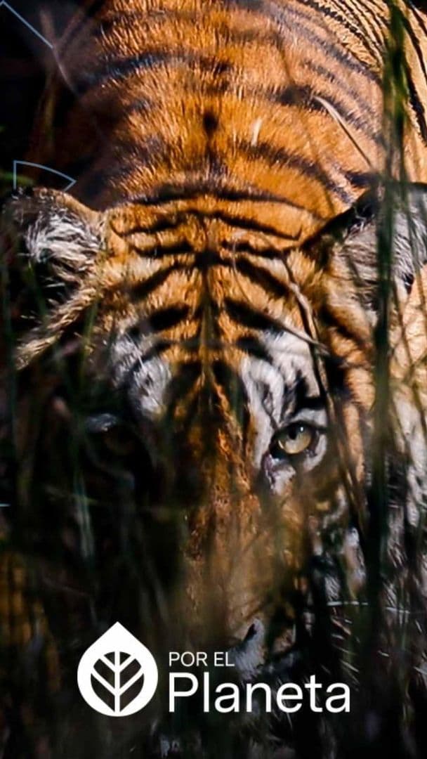 Kaziranga y Ranthambore: La Vida Silvestre que Protege a la India