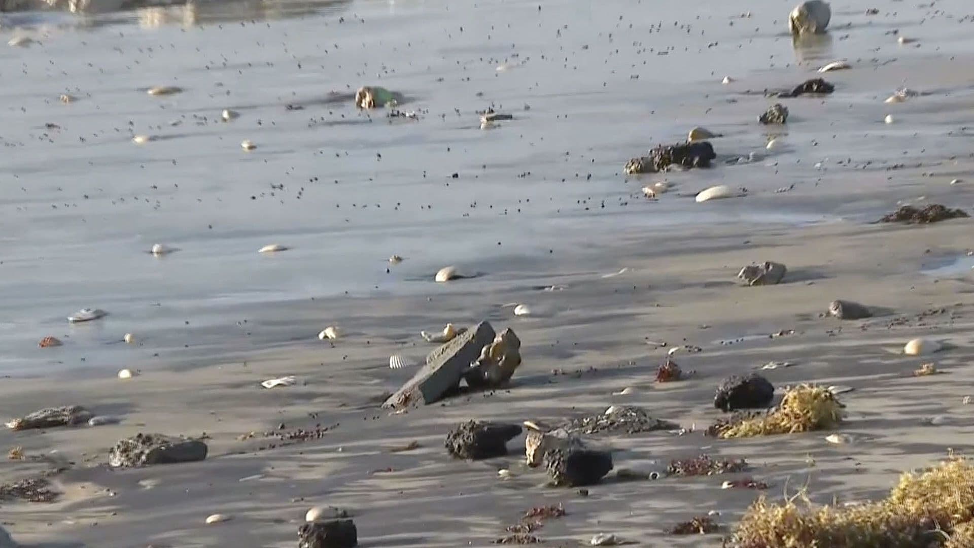 Ambientalistas Denuncian la Presencia de Hidrocarburo en Playa Bagdad