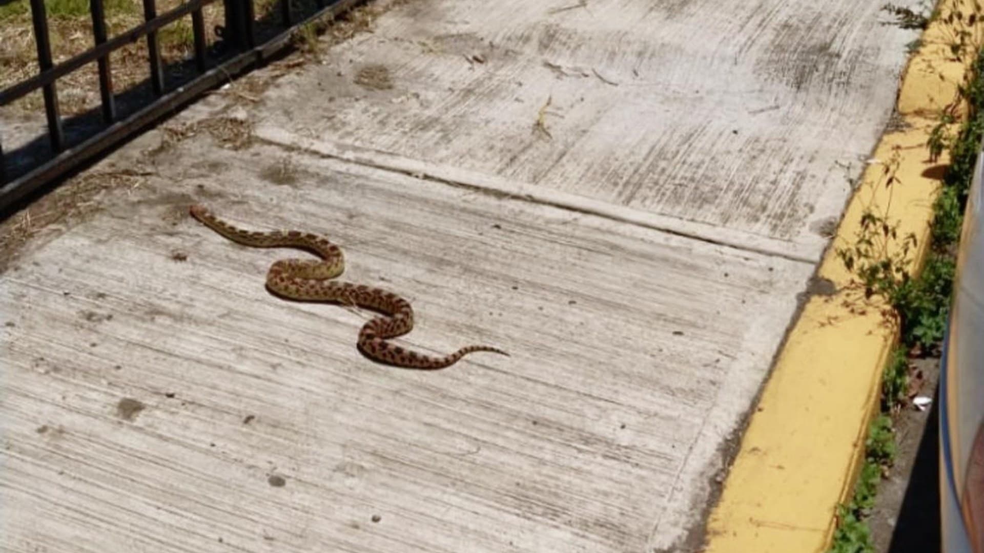 Serpiente No Venenosa Hallada Cochera Calle Santa Elena Cuautlancingo Puebla
