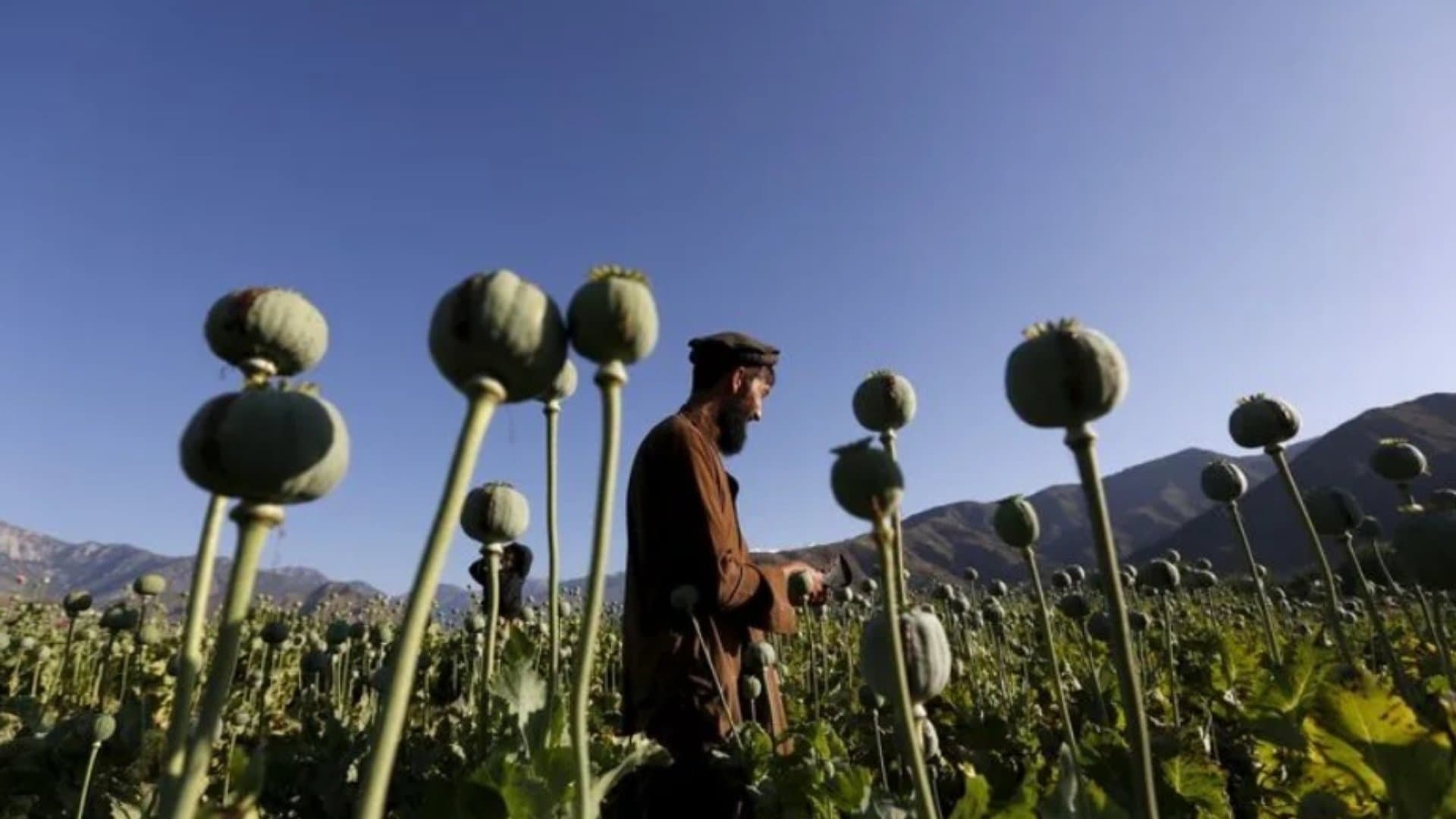 Un hombre afgano trabaja en un campo de amapolas en la provincia de Nangarhar, Afganistán
