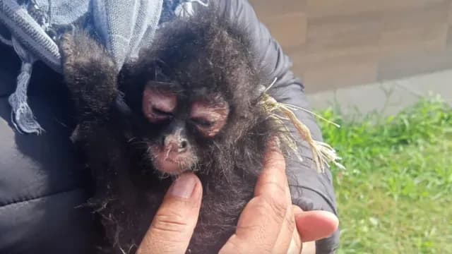 El mono fue encontrado en el Libramiento Sur Santa Rosa-Alseseca
