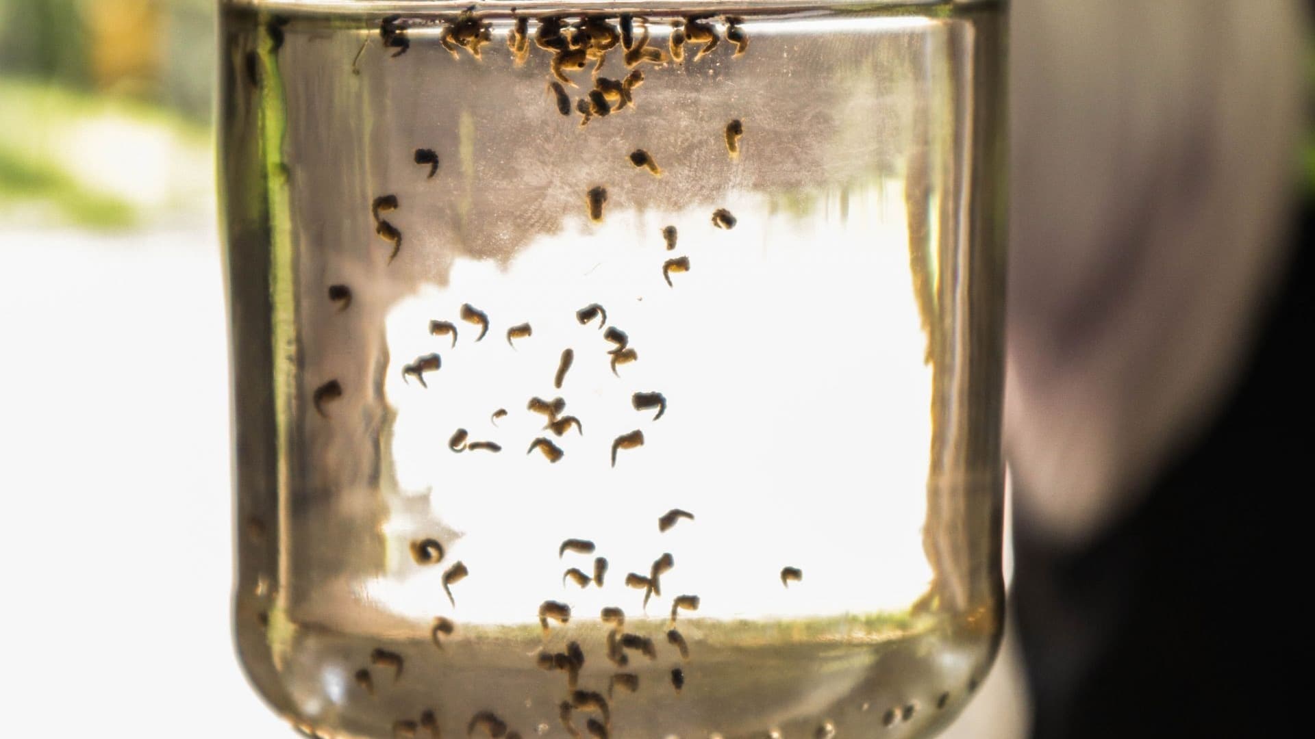 Mosquito del dengue