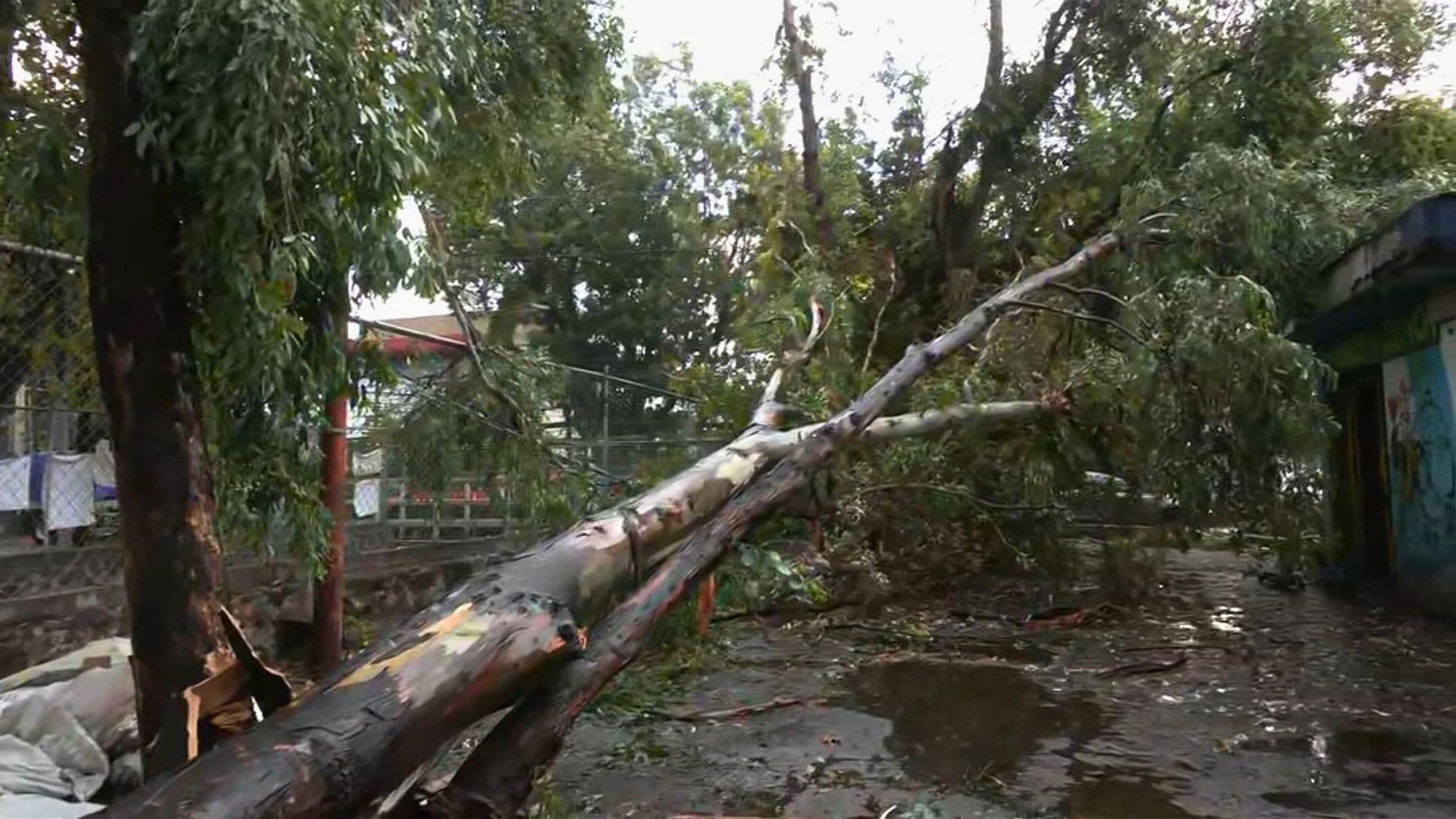 Cae Enorme Árbol en la Colonia Santiago Tepalcatlalpan, Xochimilco