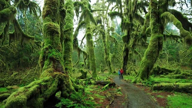 Seattle Washington Brand USA Viaje Turismo naturaleza innovacion peninsula olimpica