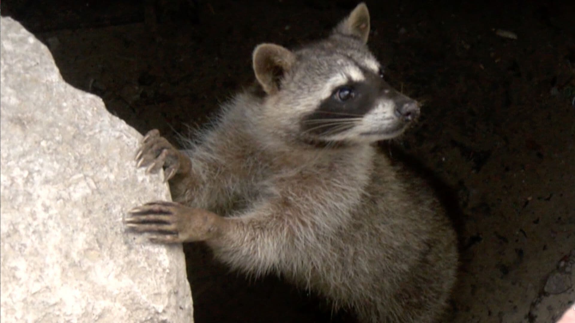 Disminuye la Presencia de Mapaches en Escolleras de Playa Miramar en Ciudad Madero