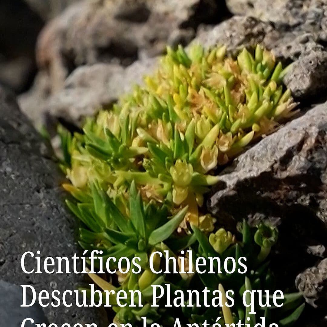 Científicos Chilenos Descubren Plantas que Crecen en la Antártida