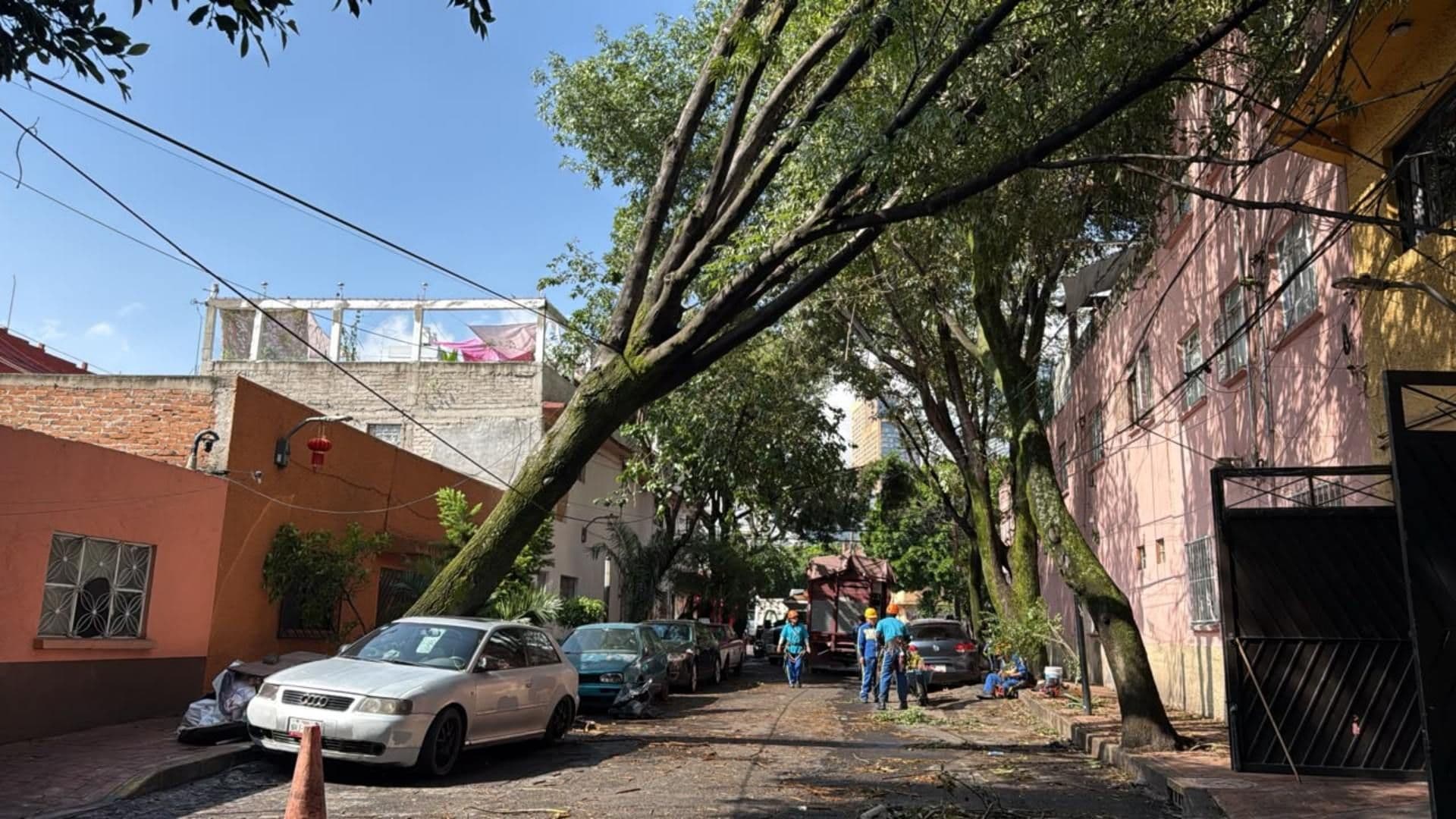 Trabajos por caída de árboles en Colonia Pensil, alcaldía Miguel Hidalgo
