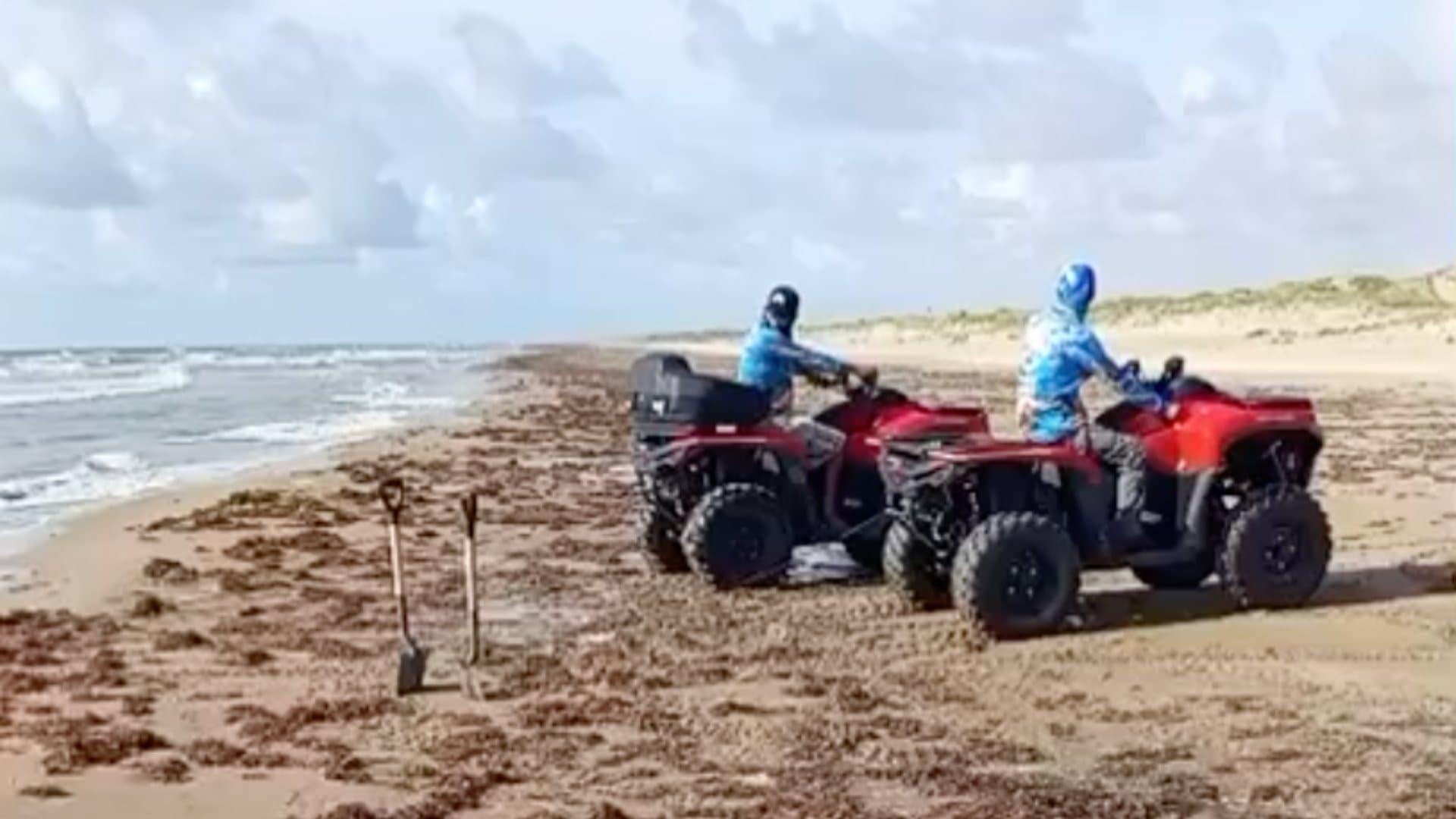 Localizan a Delfín Muerto en Costa de Playa Bagdad en Tamaulipas